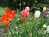 66 Nancy's Garden [2009 May 10]